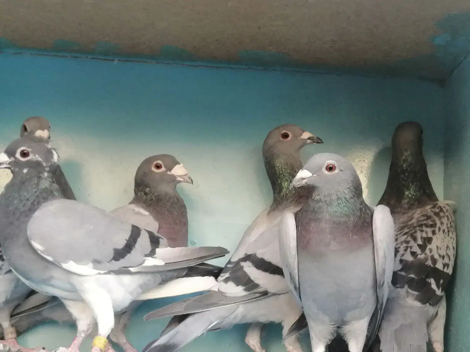 مسافتی|پرنده|مشگین شهر, |دیوار