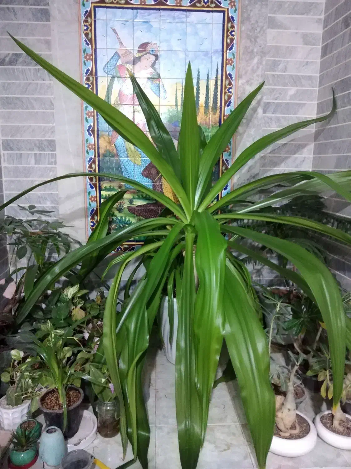 گل ذرتی با گلدان سفالی|گل و گیاه طبیعی|شیراز, شیخ علی چوپان|دیوار