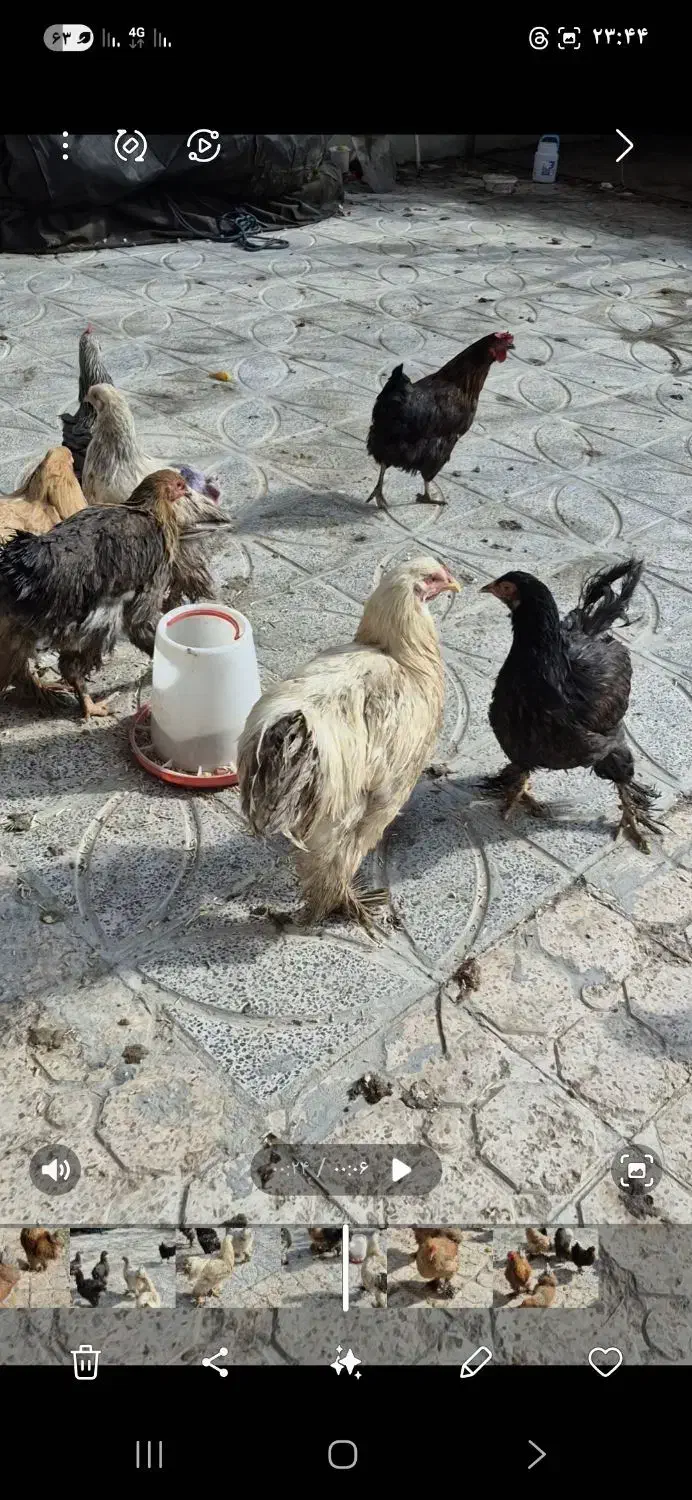 مرغ وخروس برهما خالص|حیوانات مزرعه|ازنا, |دیوار