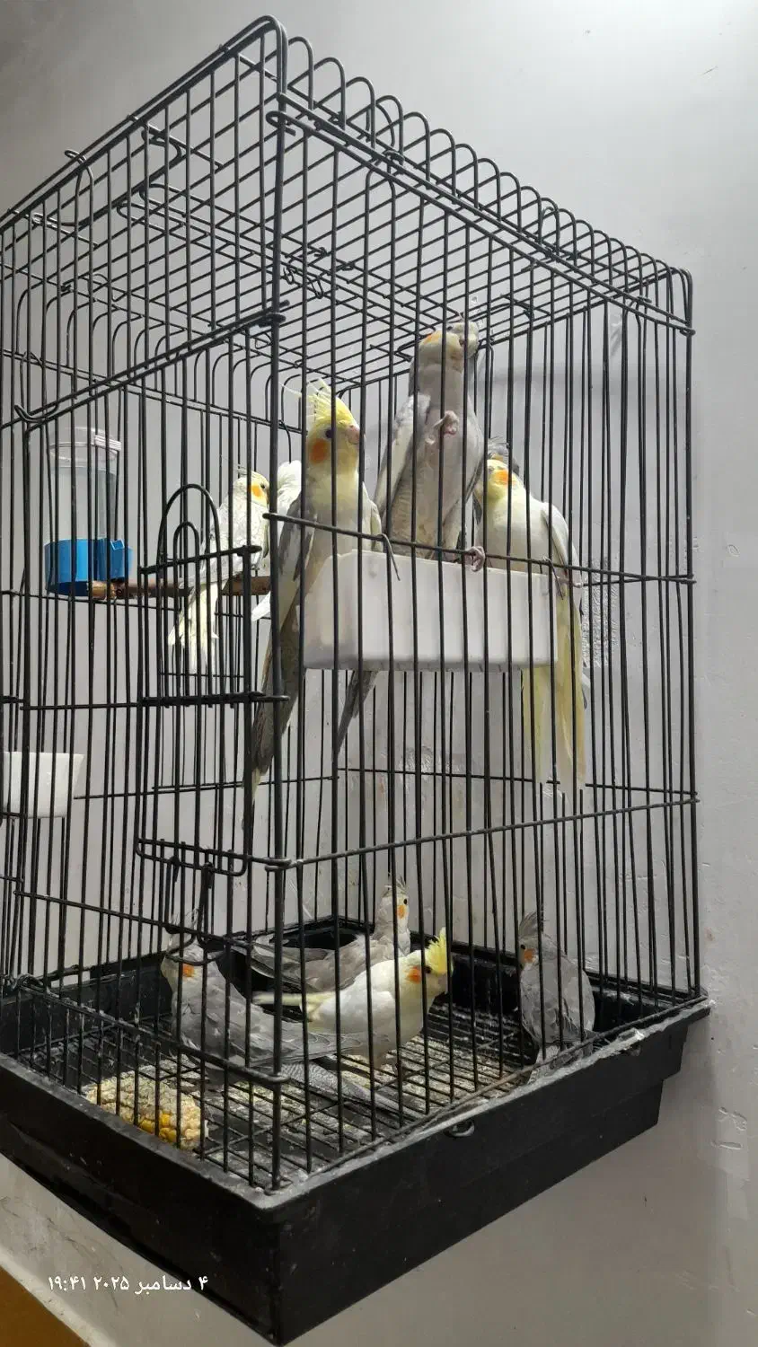 عروس هلندی|پرنده|دزفول, |دیوار