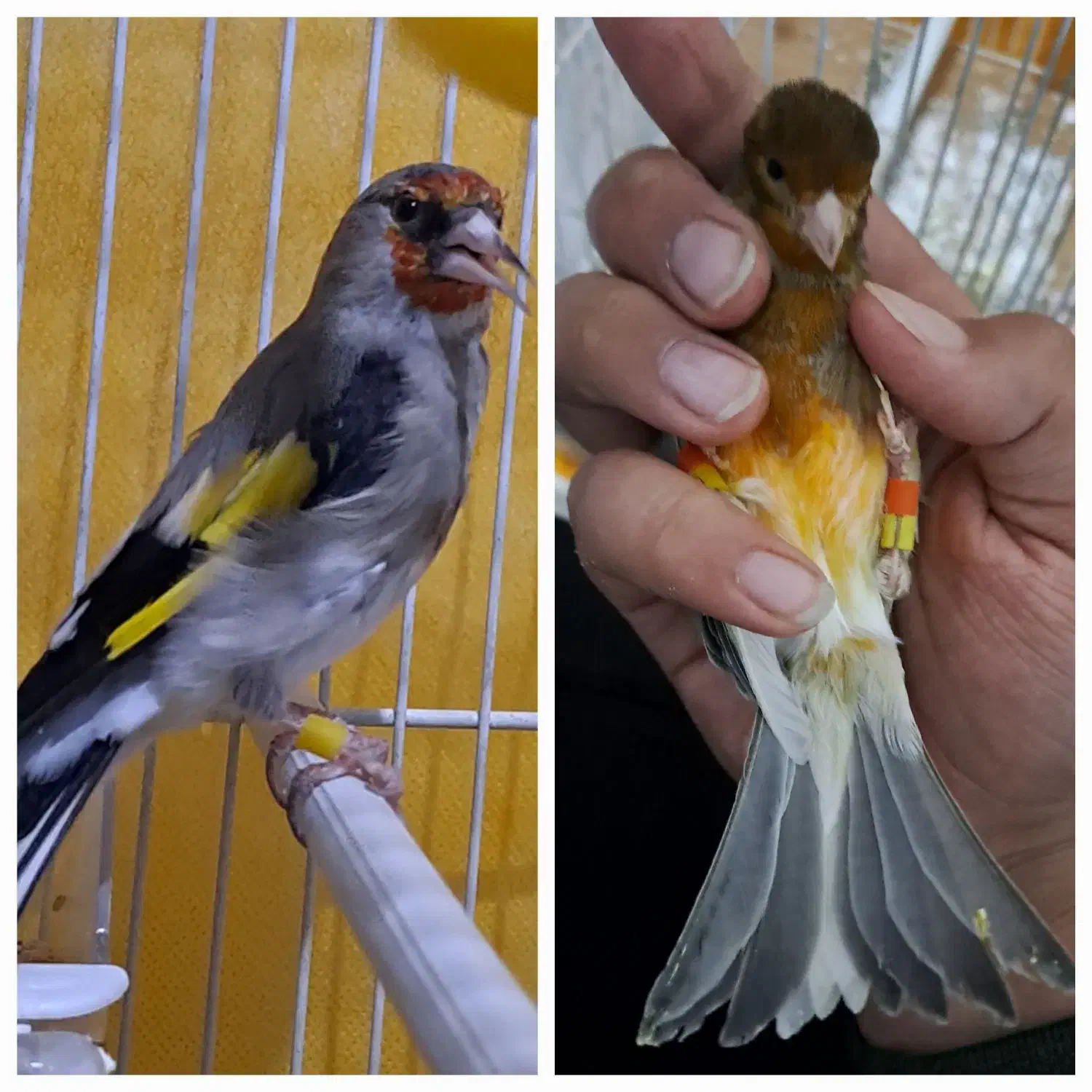 پرنده فروشی|پرنده|تربت جام, شیخ احمد جامی|دیوار