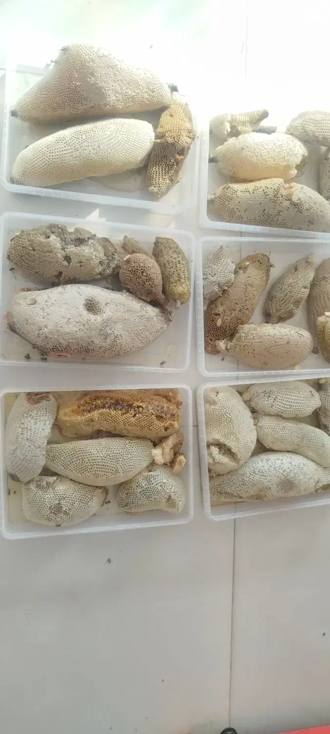 عسل وحشی طبیعی|خوردنی و آشامیدنی|بند زرک, |دیوار