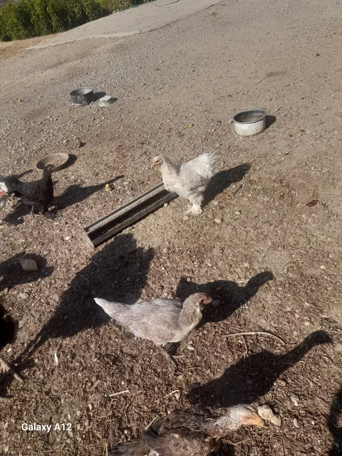 مرغوخروسلاریوبرهما|حیوانات مزرعه|لیلان, |دیوار