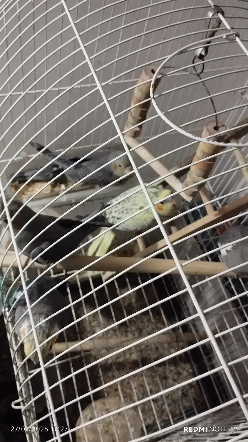 حیوانات|پرنده|بهارستان, |دیوار