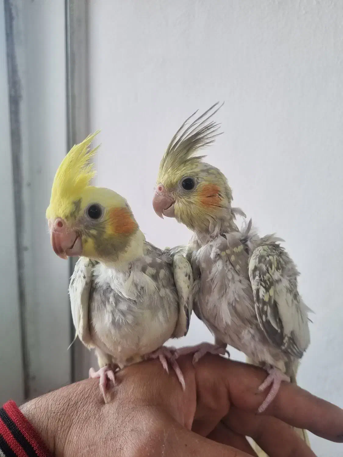 عروس هلندی دونخور فوق العاده رام ودستی|پرنده|چالوس, |دیوار