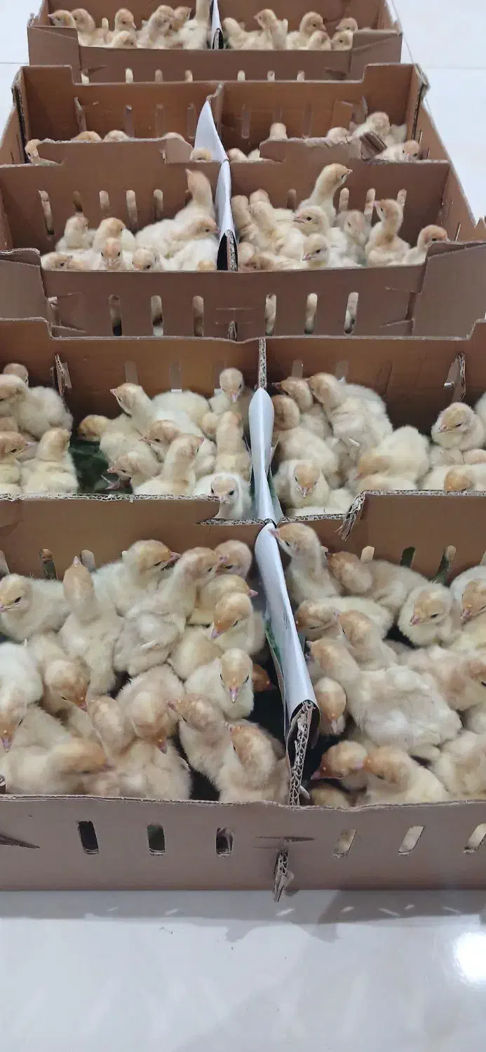 فرصت استثنایی جوجه بوقلمون بیوتی عمده|حیوانات مزرعه|قم, شهدا|دیوار