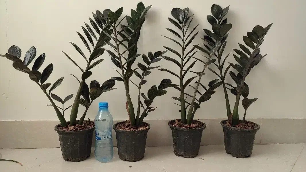 زاموفیلیا سوپر بلک|گل و گیاه طبیعی|بیرجند, |دیوار