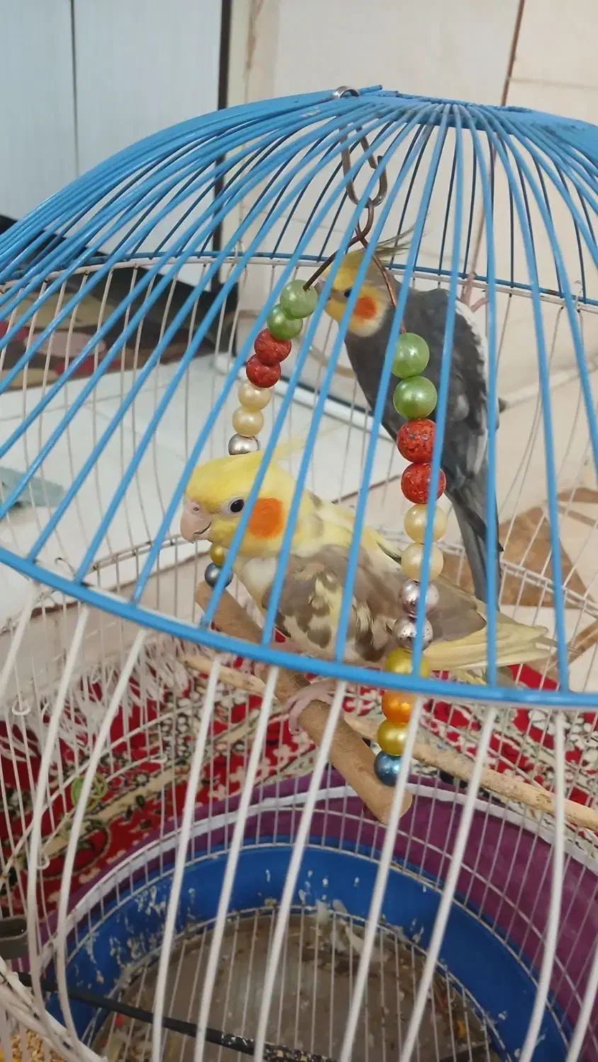 عروس هلندی جفت|پرنده|هشتگرد, تهران دشت|دیوار