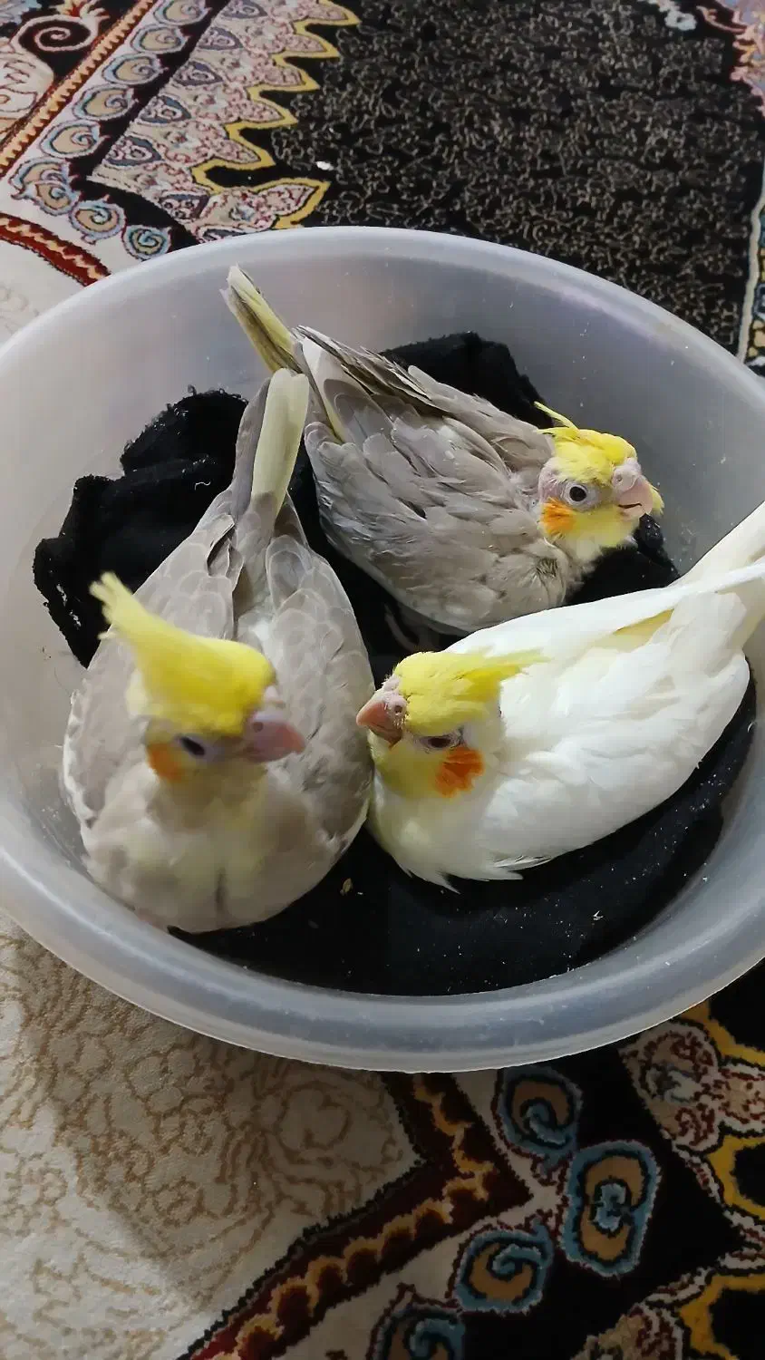 عروس هلندی|پرنده|ری, دولت‌آباد|دیوار