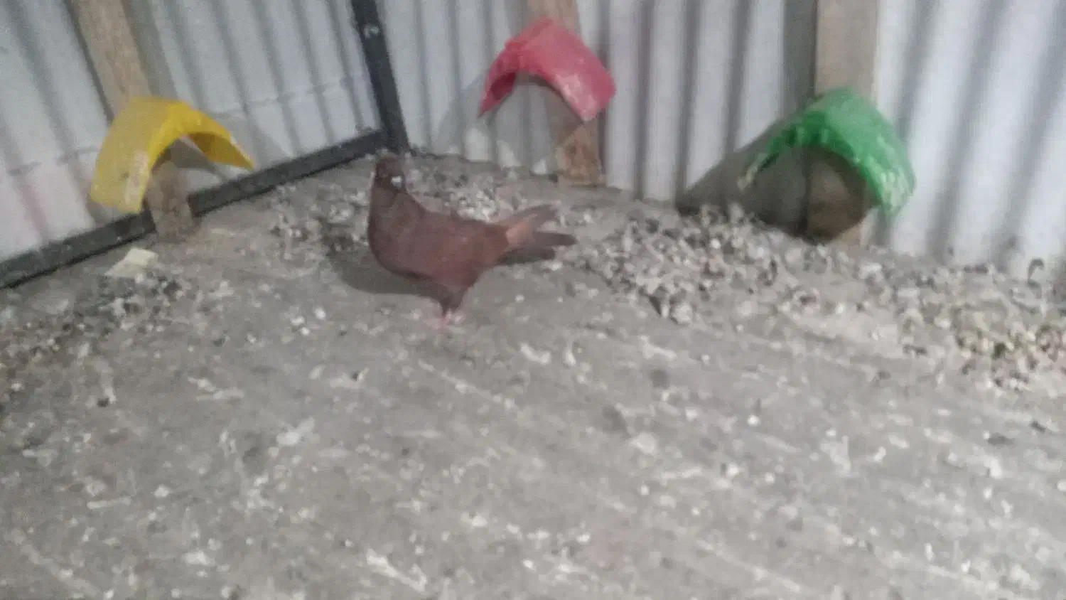 ماده سرخ|پرنده|دورود, |دیوار