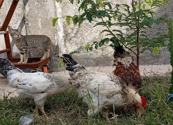 خروس شهری|حیوانات مزرعه|درگهان, |دیوار