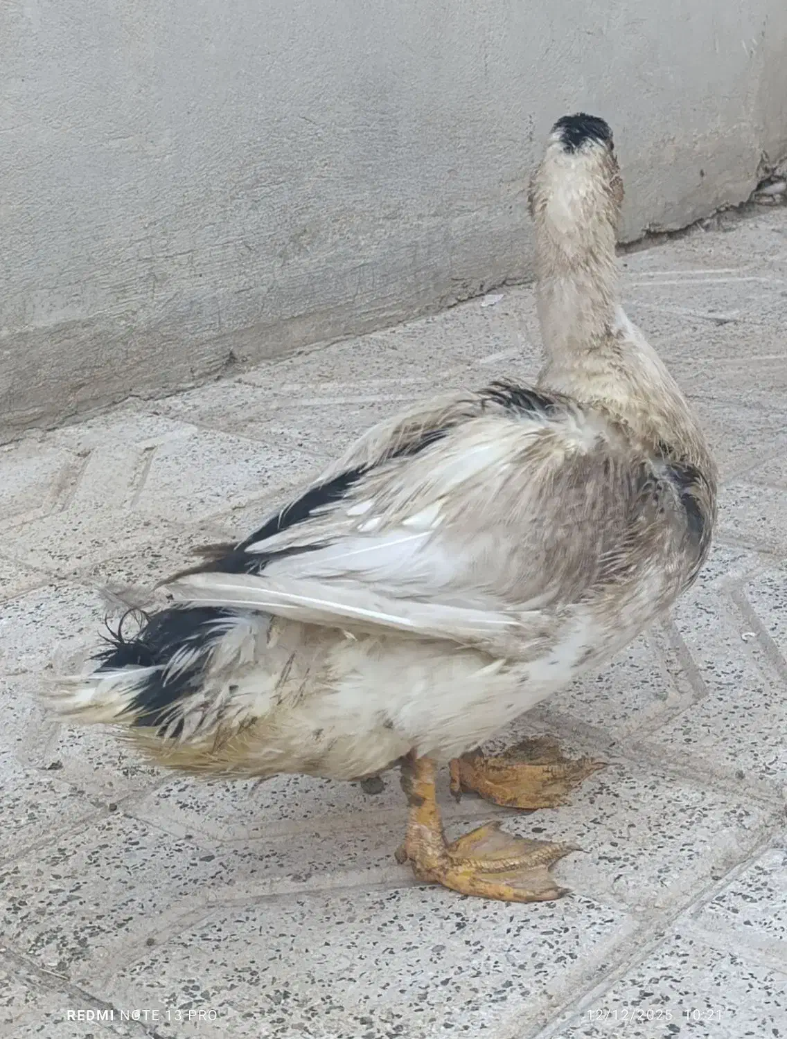 اردک باقیمت پیشنهادی|حیوانات مزرعه|مشهد, نیزه|دیوار