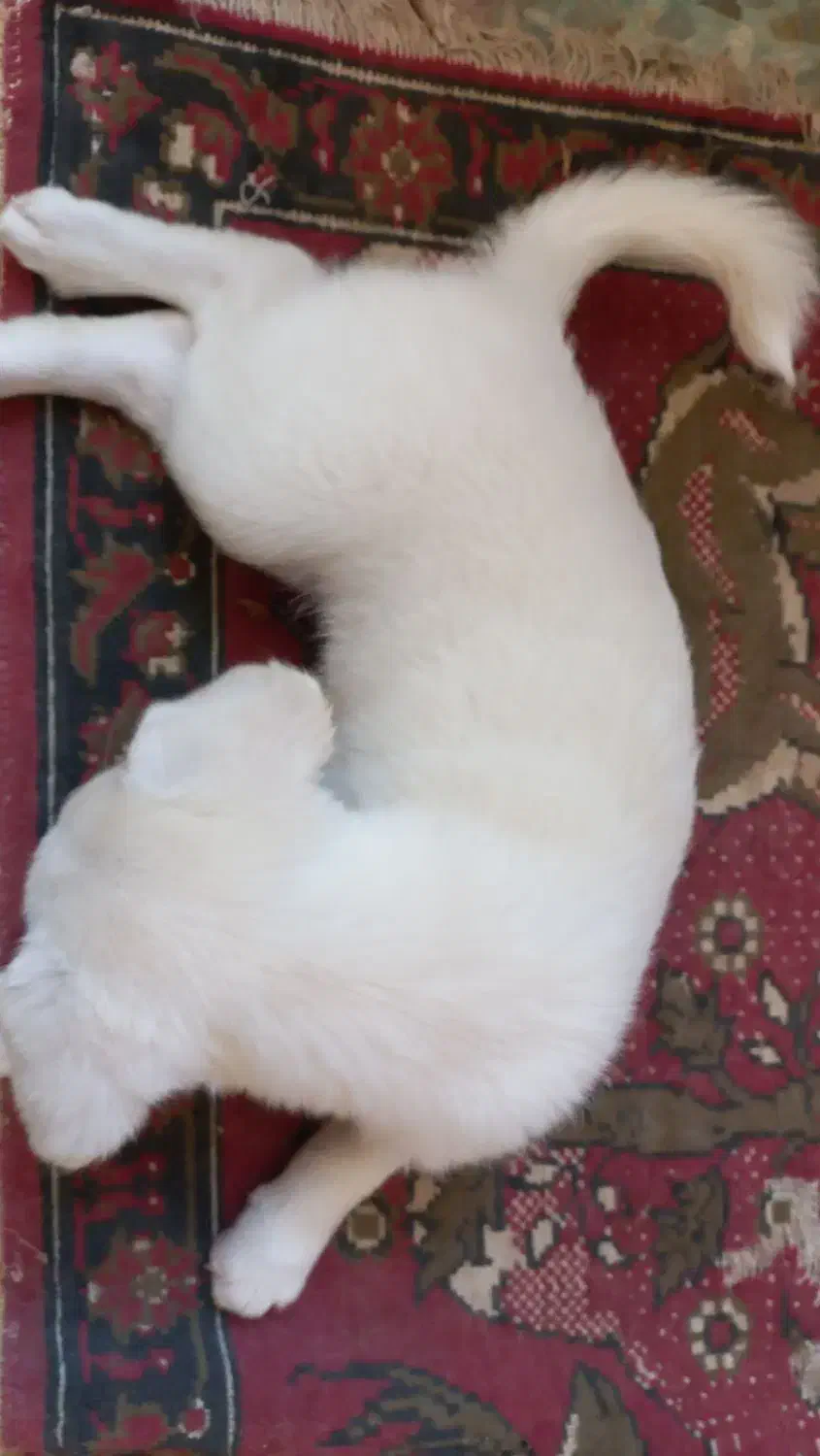 واگذاری سگ|سگ|آباده, |دیوار