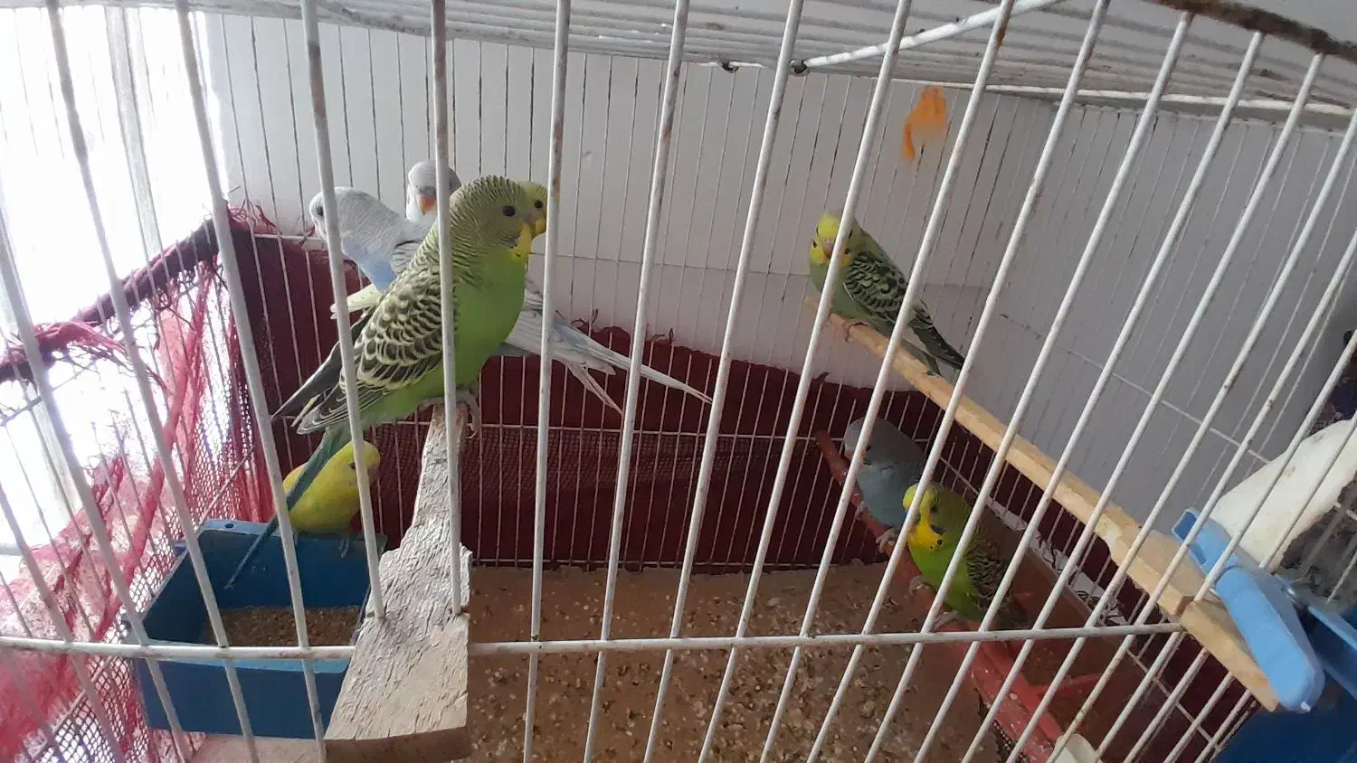 مرغ عشق|پرنده|چناران, |دیوار