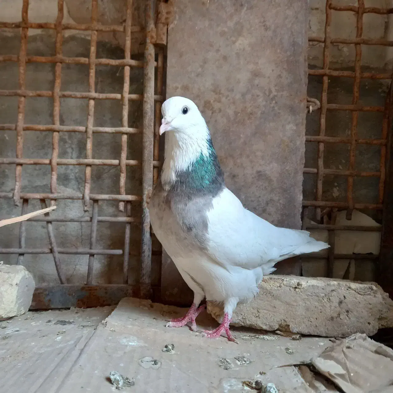 طوقی ۷ رنگ|پرنده|شهرکرد, |دیوار