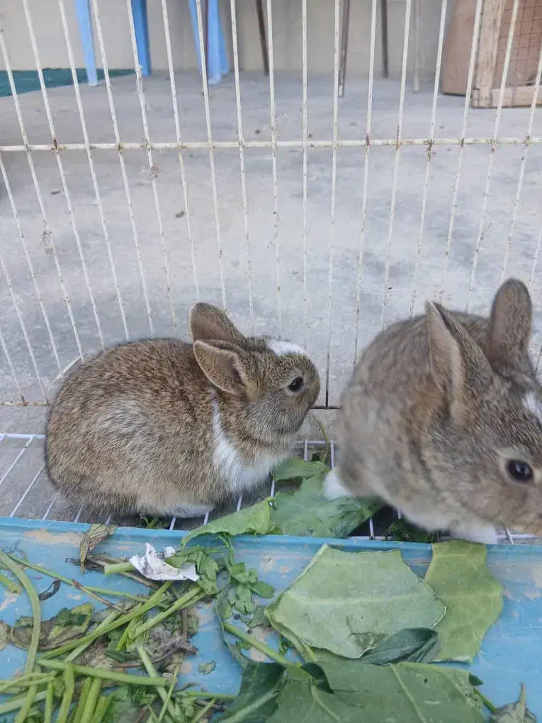 بچه خرگوش|موش و خرگوش|برازجان, |دیوار