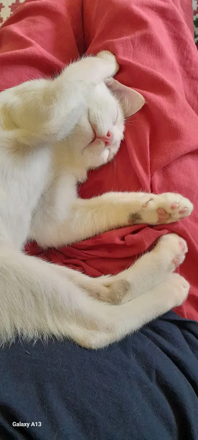 واگذاری بچه گربه|گربه|بابل, |دیوار