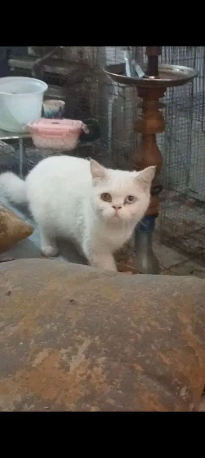 اسکاتیش بریتیش نر|گربه|اندیشه, اندیشه فاز ۱|دیوار