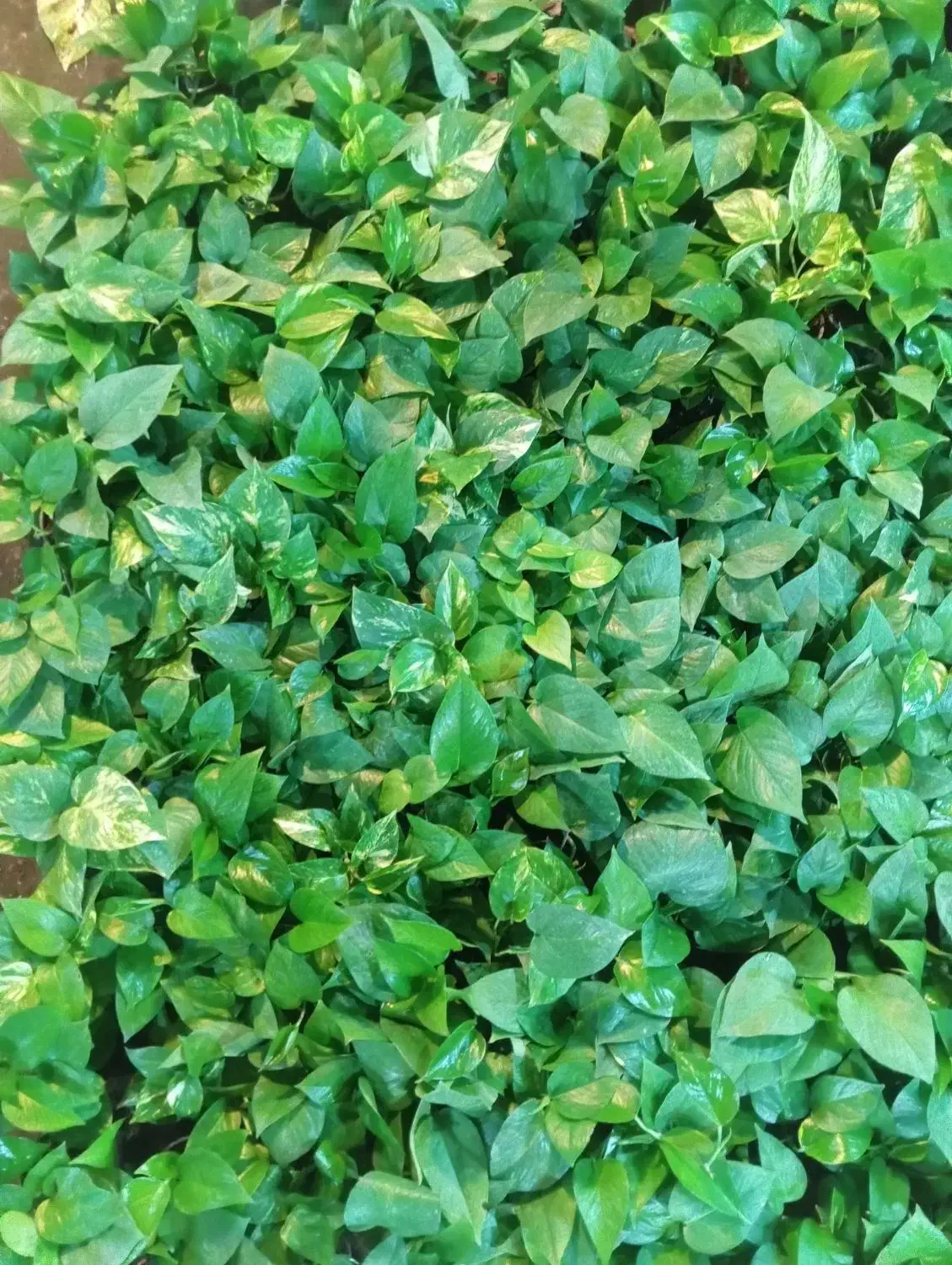 گل پتوس سبز و ابلق با قیمت فقط و فقط ۴۰ هزار تومن|گل و گیاه طبیعی|رشت, حمیدیان|دیوار