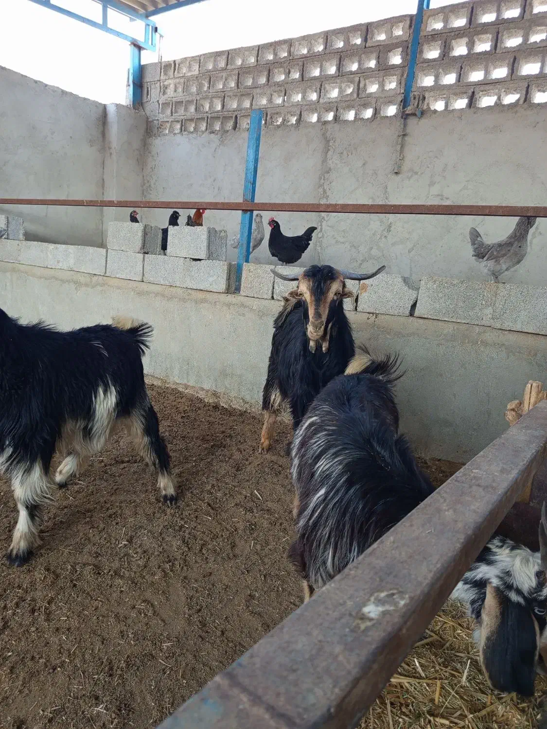 کهره|حیوانات مزرعه|آبپخش, |دیوار