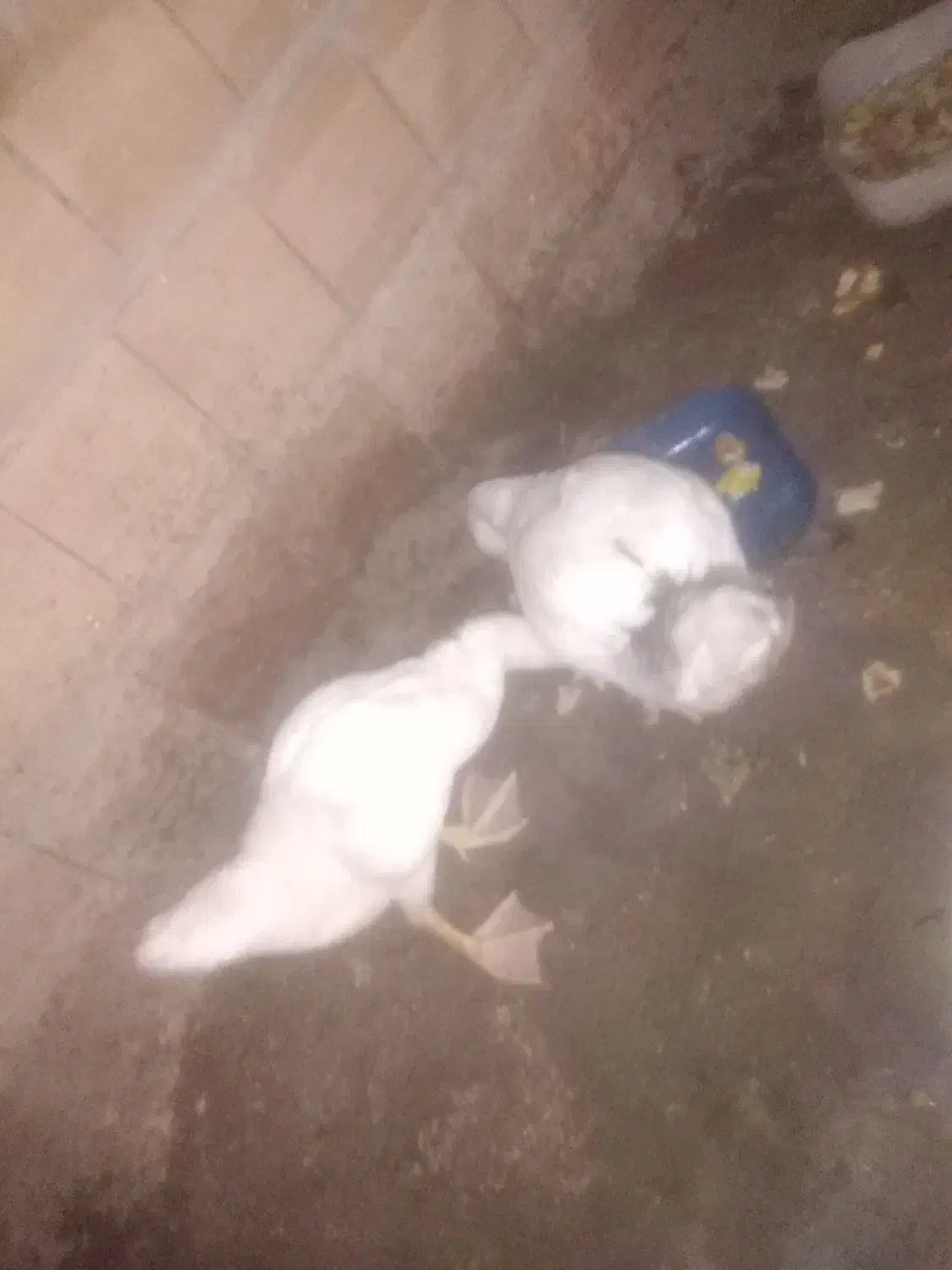 جوجه غوغاز|حیوانات مزرعه|نگین شهر, |دیوار