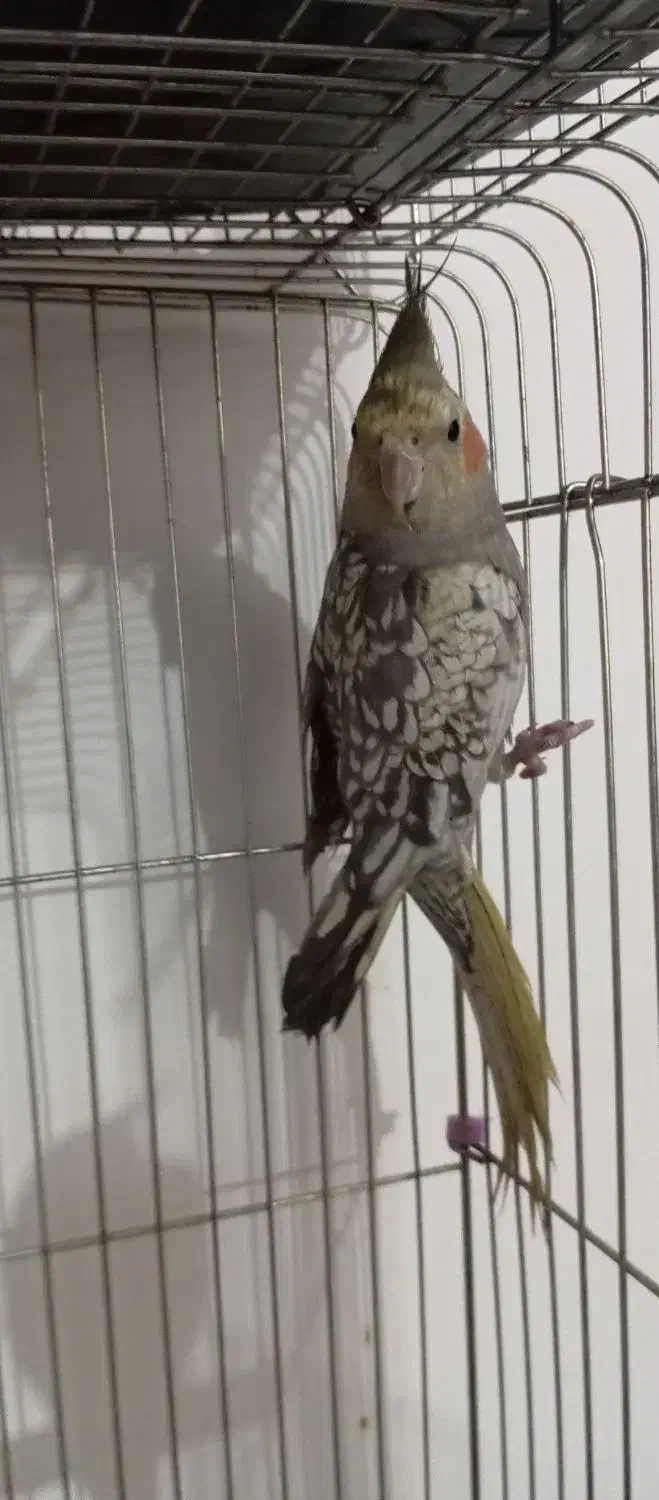 عروس هلندی|پرنده|شوش, |دیوار