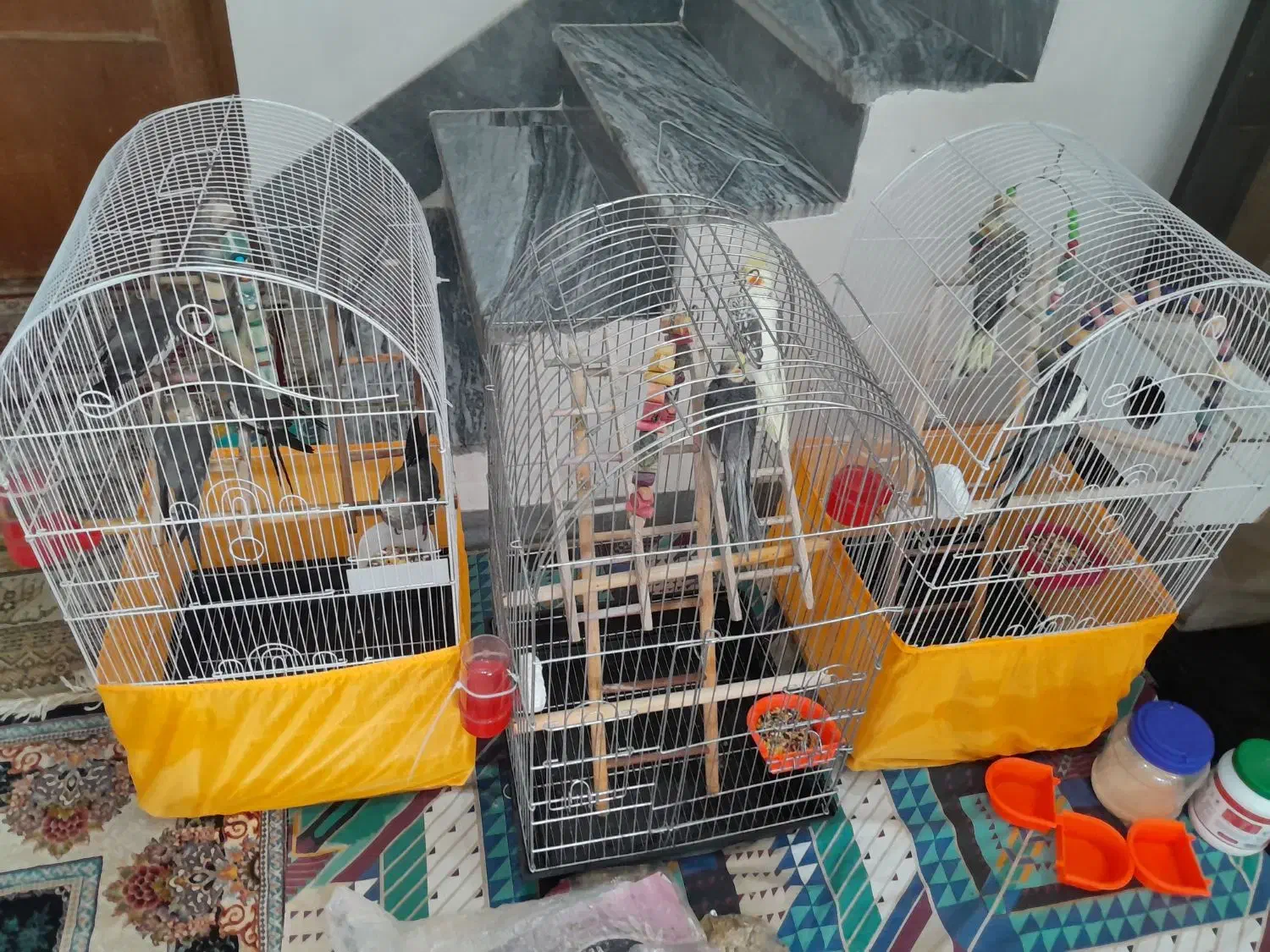 عروس هلندی|پرنده|رودسر, |دیوار