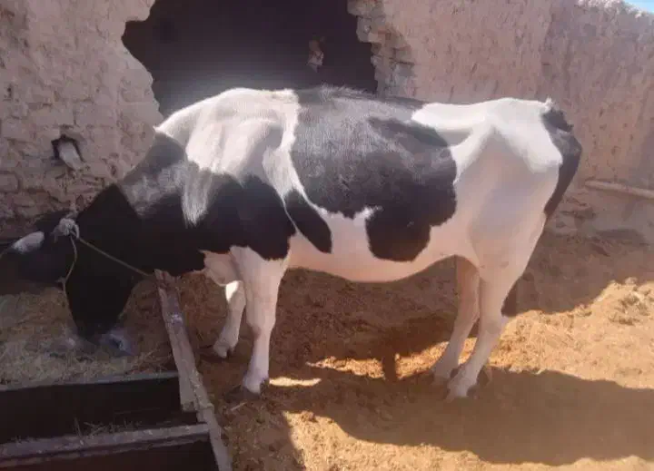 گاوه‌آمریکایی|حیوانات مزرعه|مهرستان, |دیوار