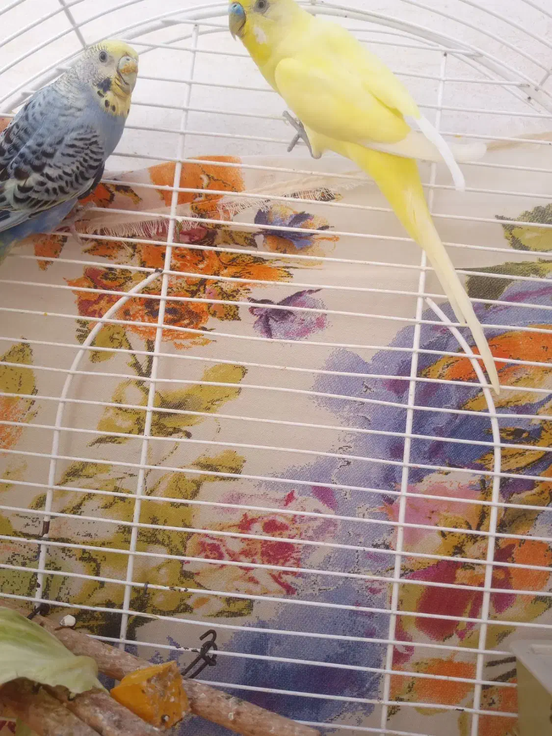 مرغ‌عشق|پرنده|جم, |دیوار