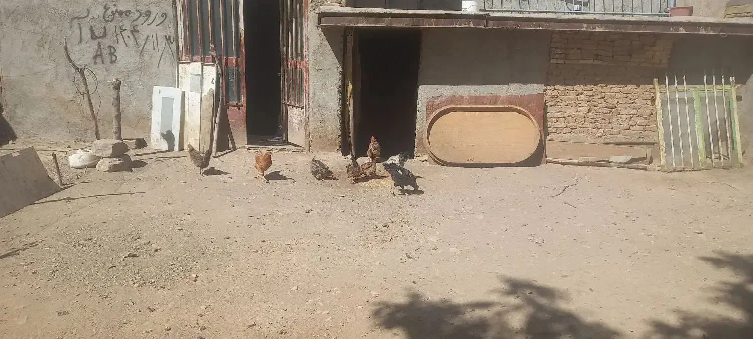 مرغ خروس|حیوانات مزرعه|پیر سلیمان, |دیوار