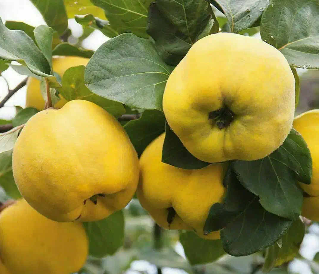 شروع پیشفروش نهال به شاهرودی شناسه دار|خدمات باغبانی و درختکاری|ماسال, |دیوار