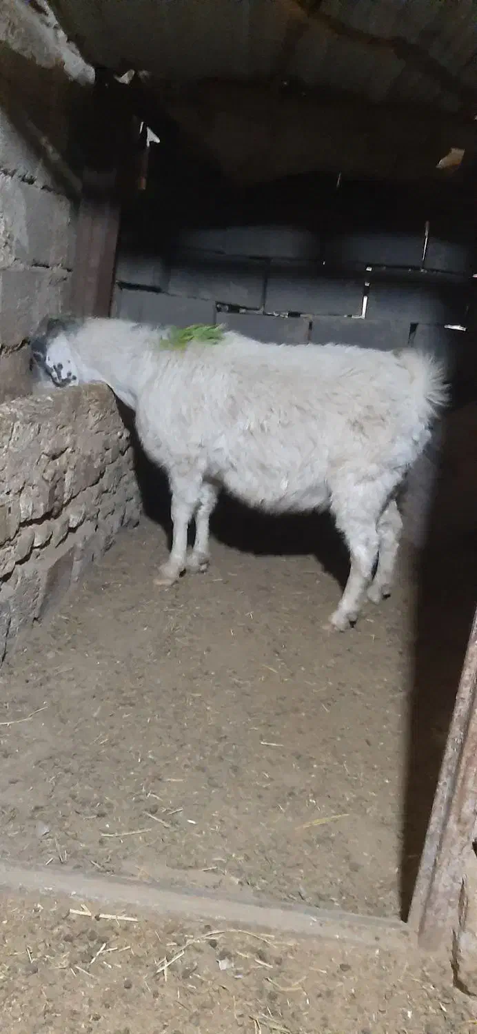 بزاوست|حیوانات مزرعه|تربت جام, جامرود|دیوار