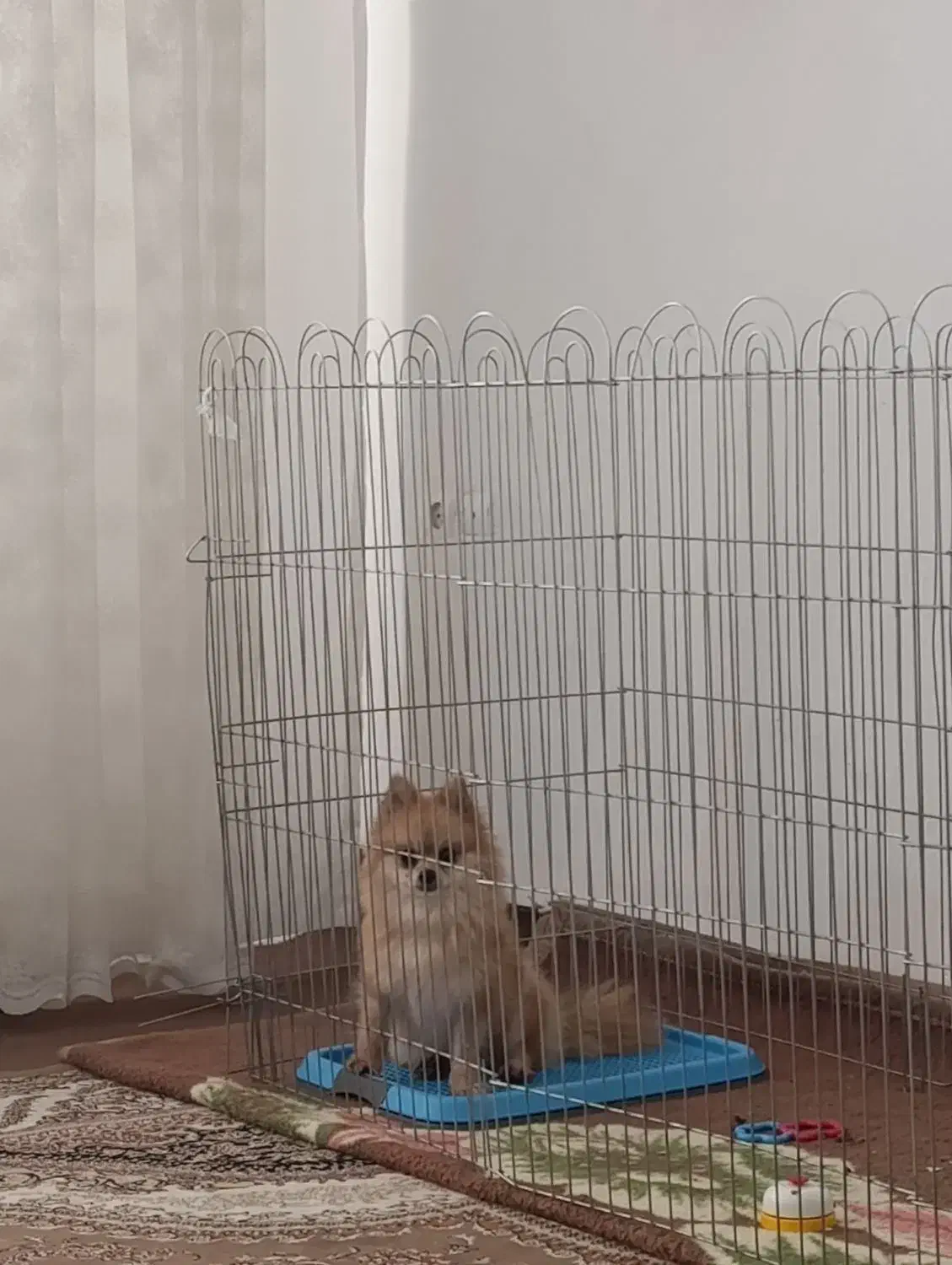 پامر روباهی ماده آماده جفتگیری|سگ|صحنه, |دیوار