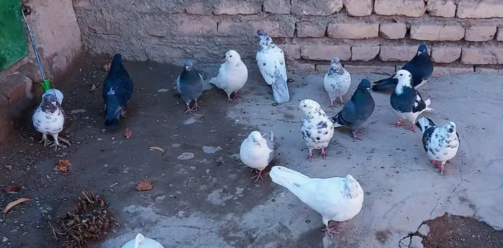 کبوتر|پرنده|بافت, |دیوار