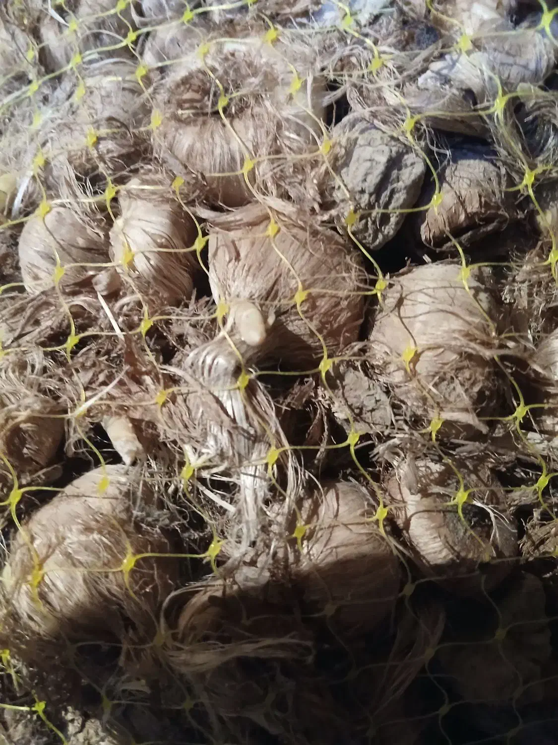 ۲تن پیاز داخل طوری اماده فروش|خوردنی و آشامیدنی|سبزوار, قصبه شرقی|دیوار