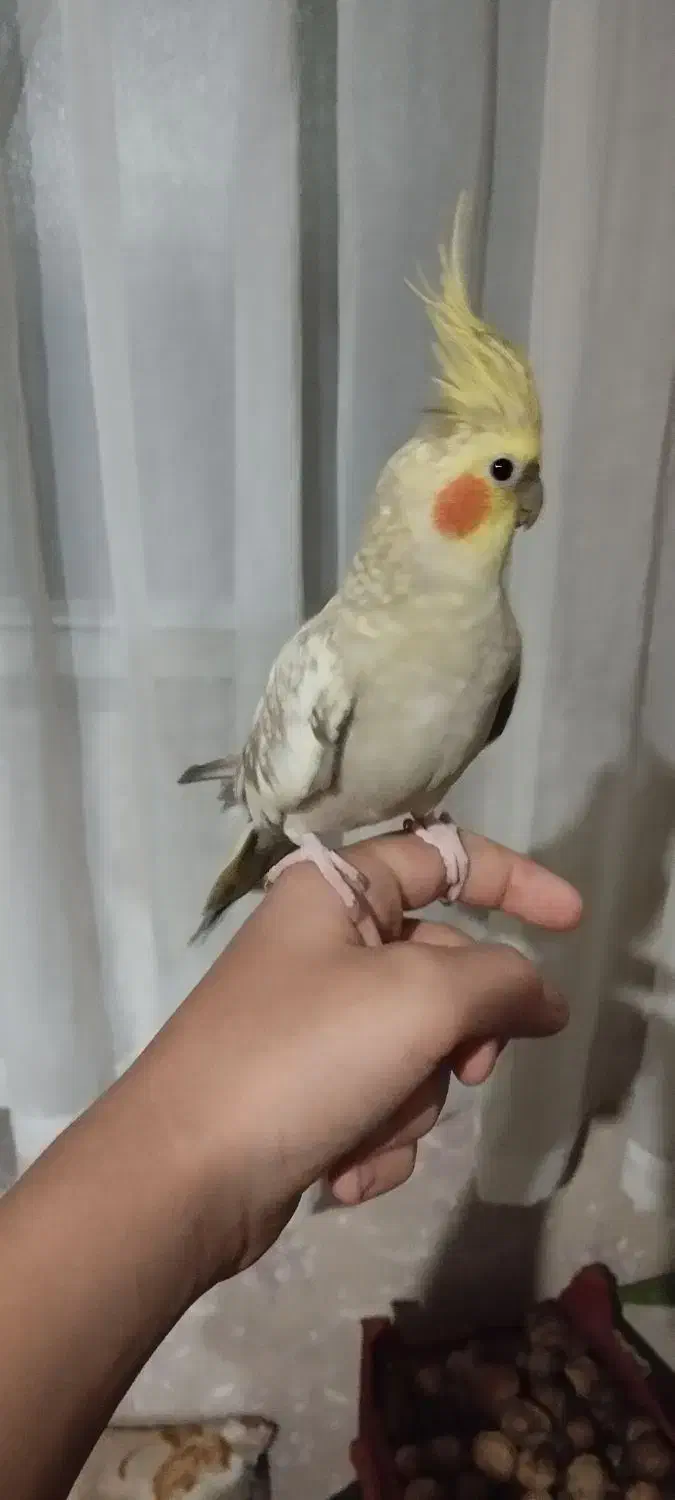 عروس هلندی نرو ماده دستی|پرنده|ری, علایین|دیوار