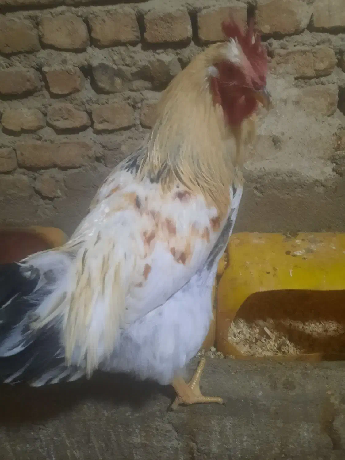 خروس محلی|حیوانات مزرعه|محمدشهر, ولدآباد|دیوار