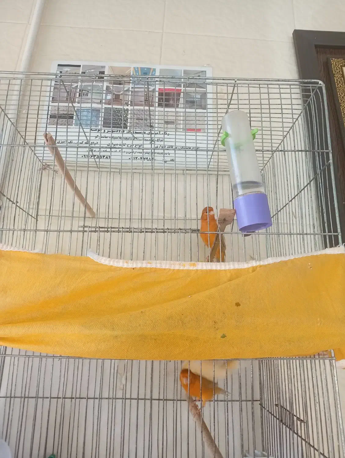 قناری|پرنده|فولادشهر, B7|دیوار