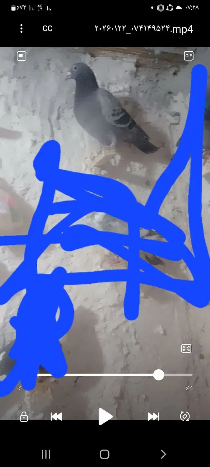 کبوتر گمشده|حیوانات|شیروان (خراسان), |دیوار