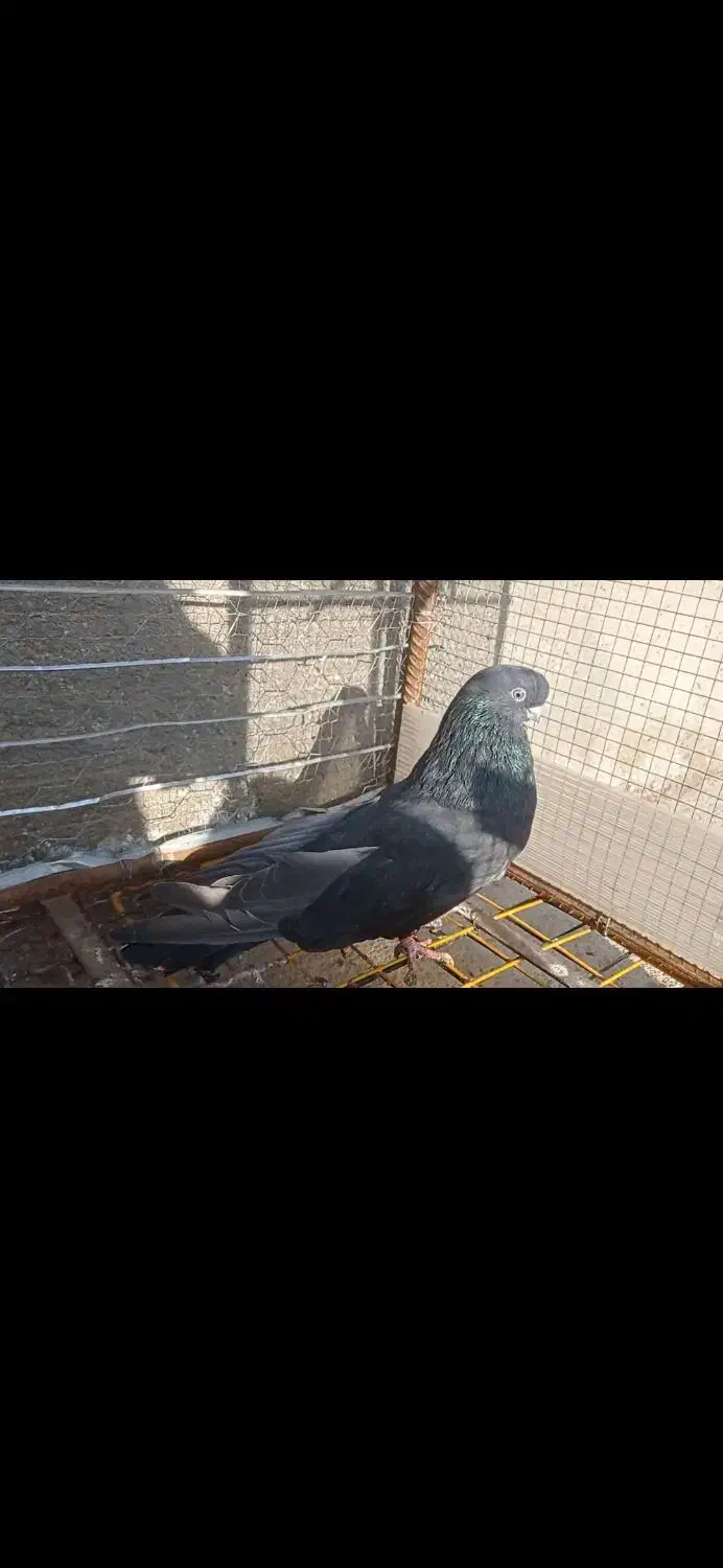 فروش نر قنار|پرنده|میاندوآب, |دیوار