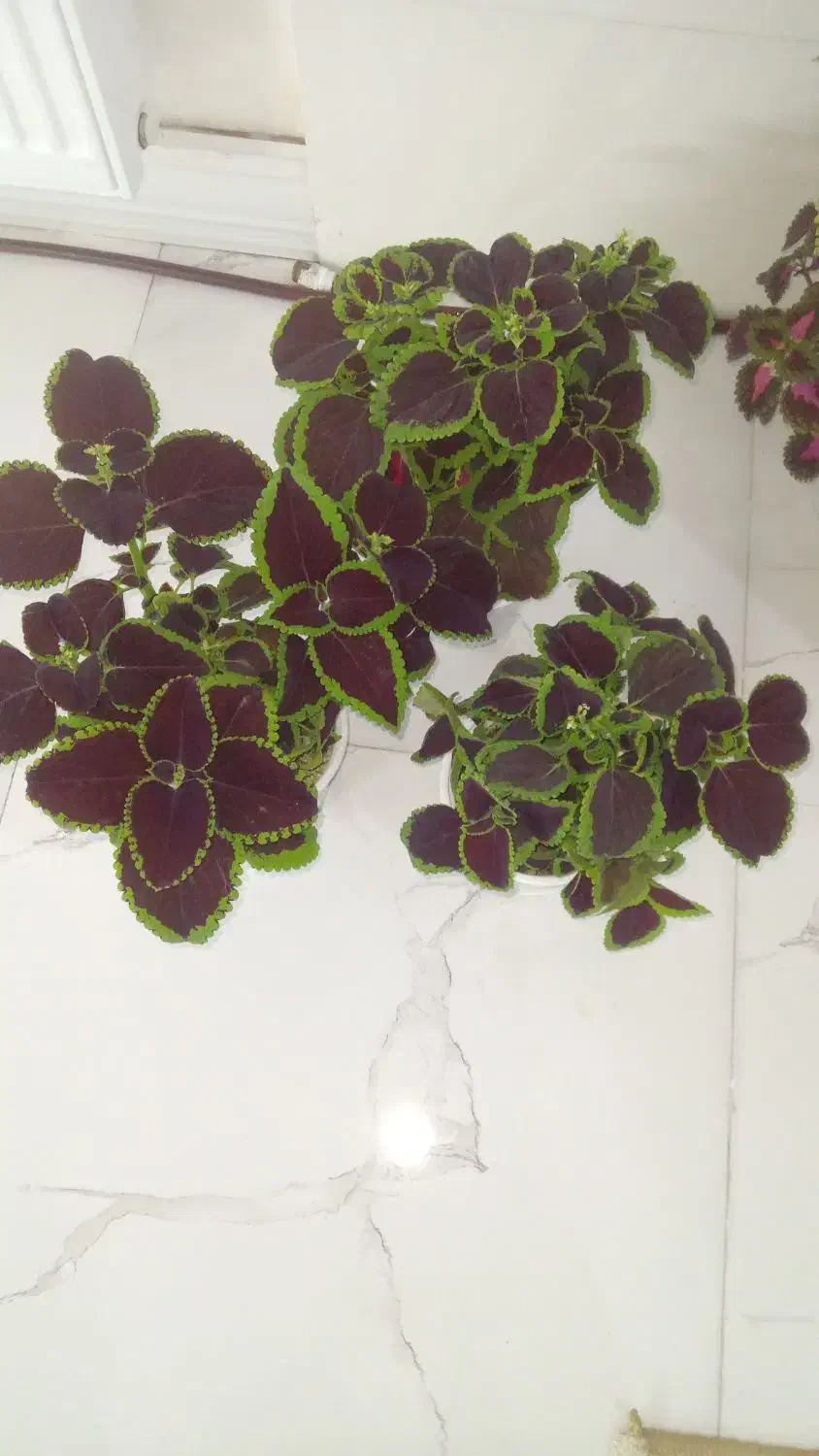 گل زیبا|گل و گیاه طبیعی|بروجرد, |دیوار