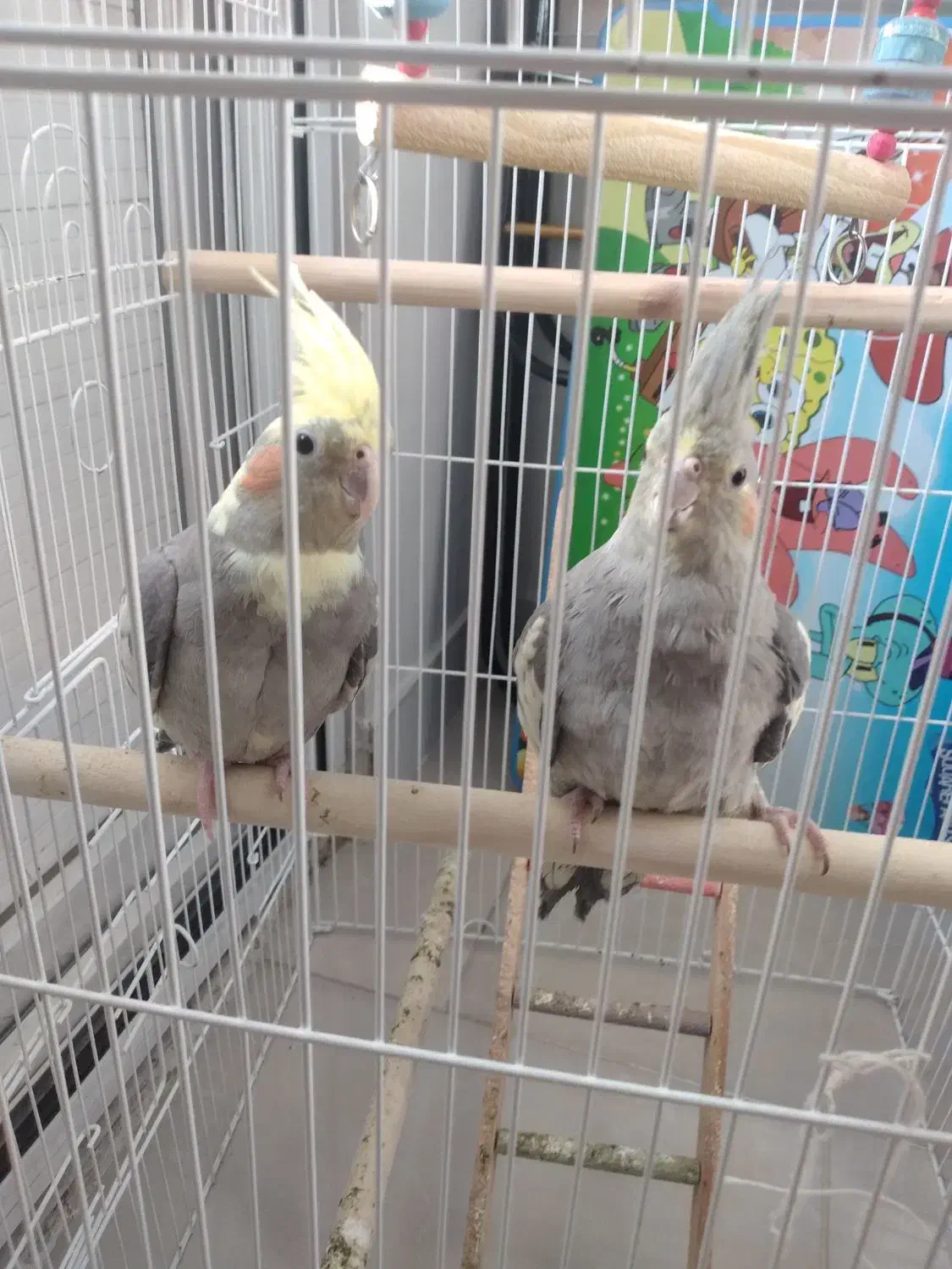 عروس هلندی|پرنده|فردیس, شهرک شهید حسینی|دیوار