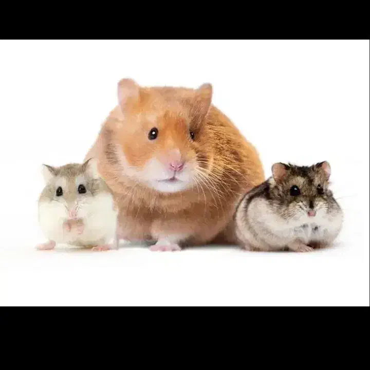 همستر|موش و خرگوش|اصفهان, کنگاز|دیوار