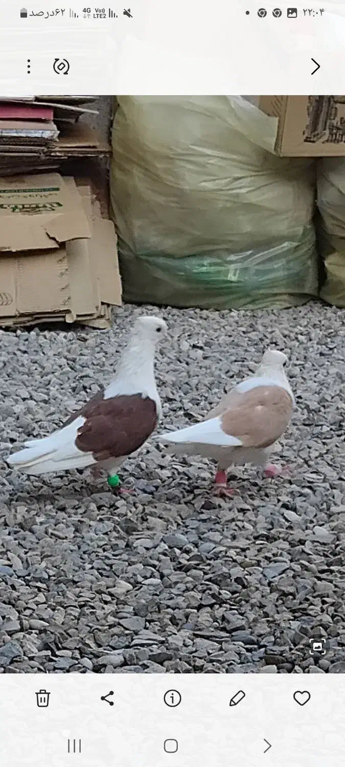 جفت دوکت نرو ماده|پرنده|لالی, |دیوار