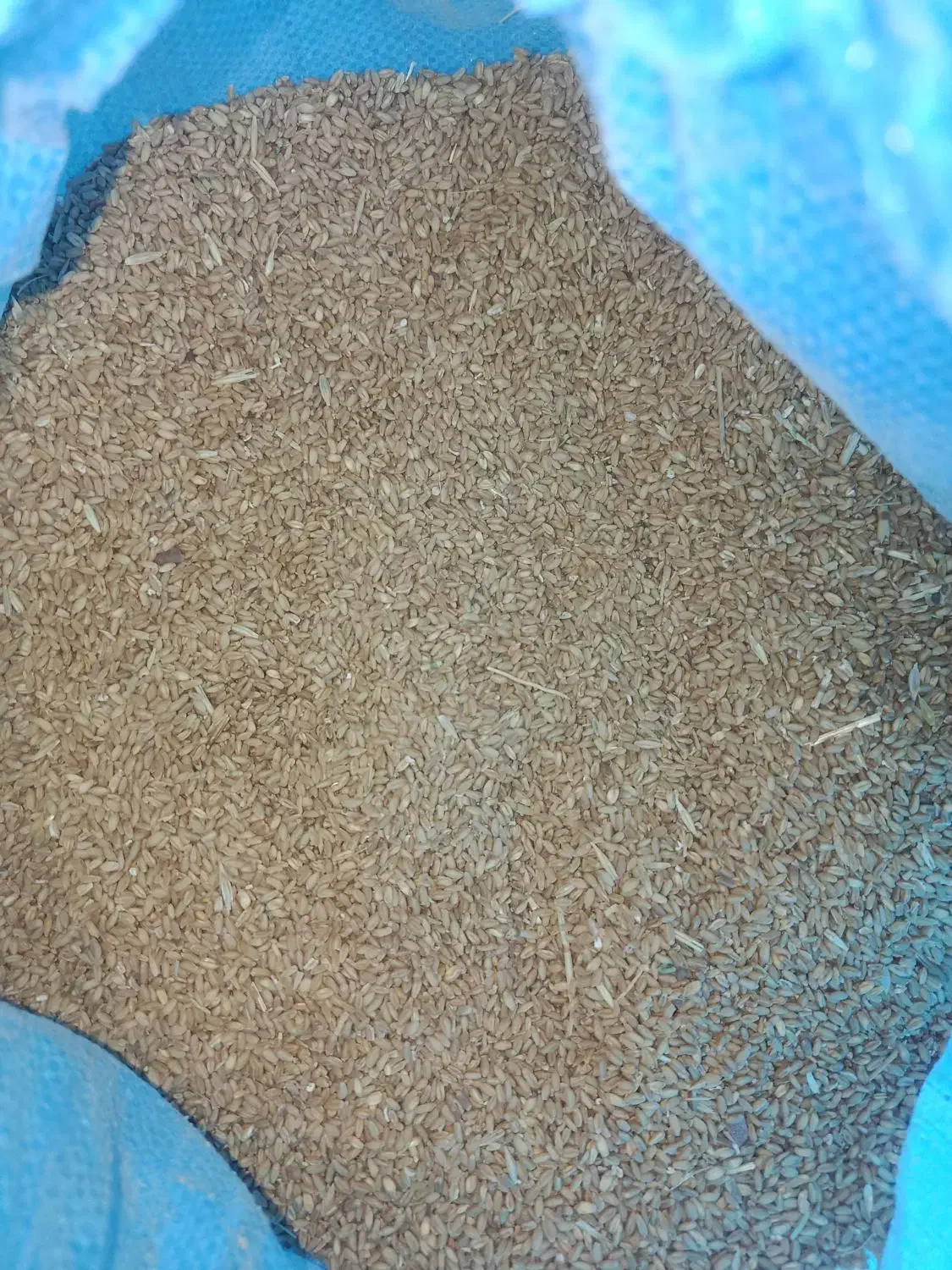 گندم کوهدشت|عمده‌فروشی|کوهدشت, |دیوار