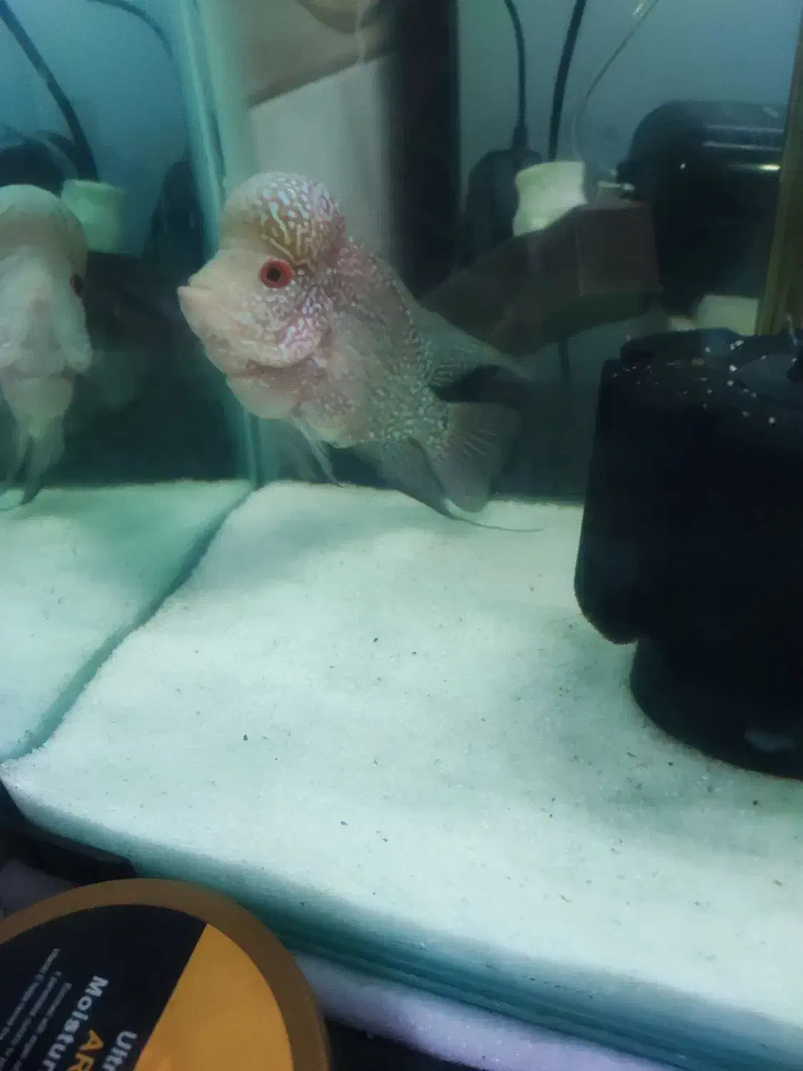 فلاور|ماهی|تبریز, |دیوار