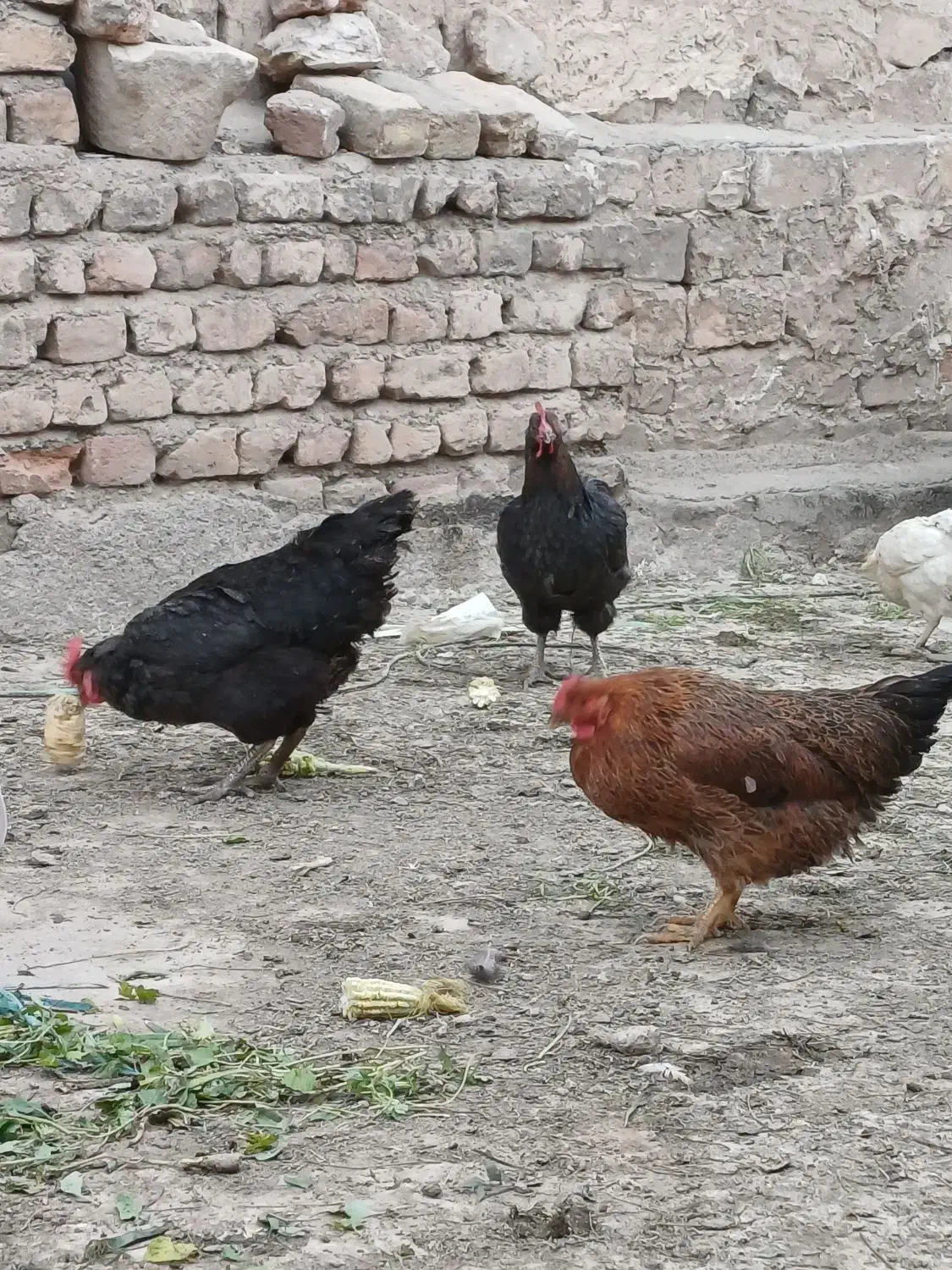 مرغ خروش مزرعه|حیوانات مزرعه|قم, شهرک امام حسن|دیوار
