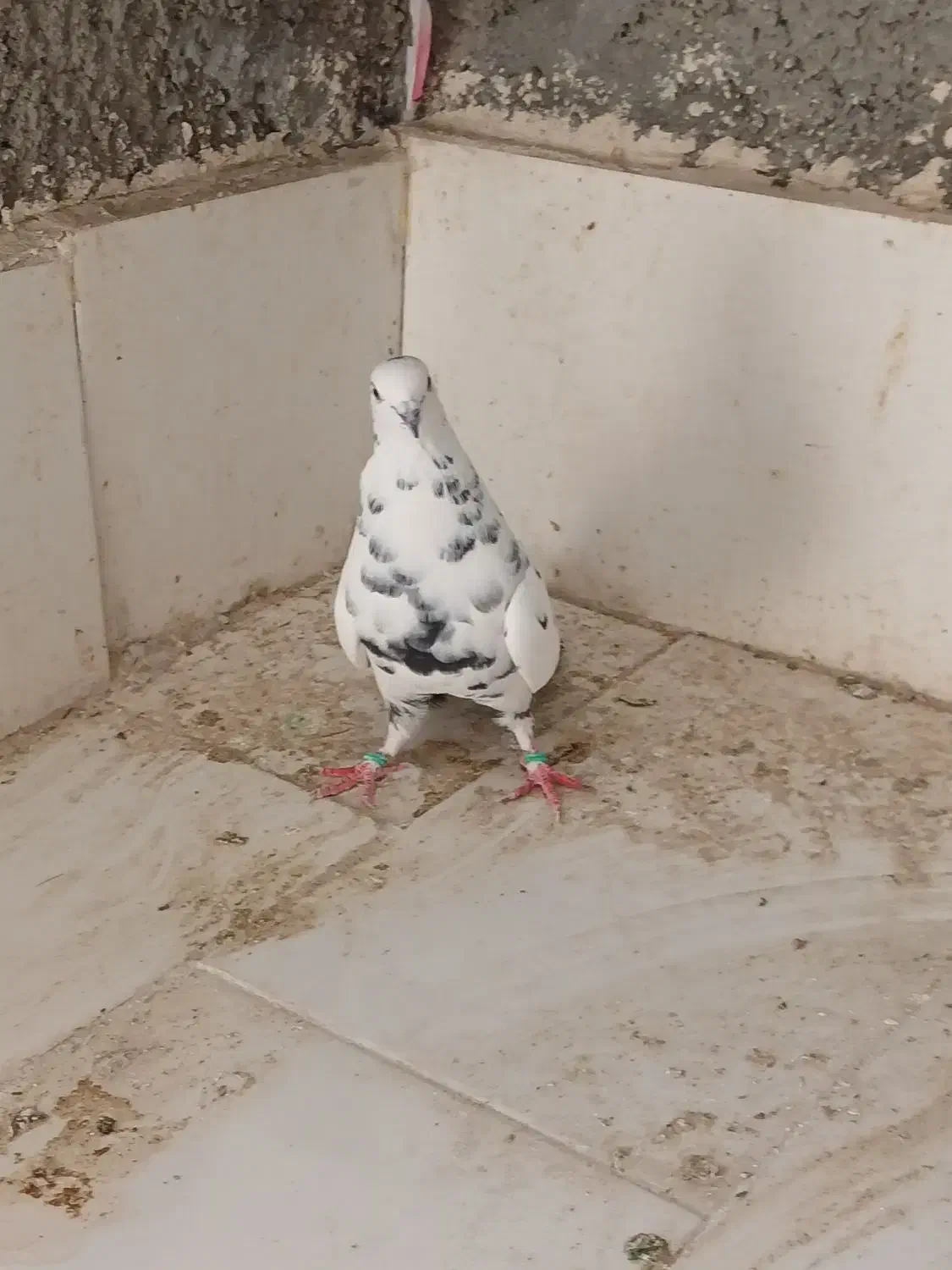 چهارتا کبوتر غریب|پرنده|کوهدشت, |دیوار