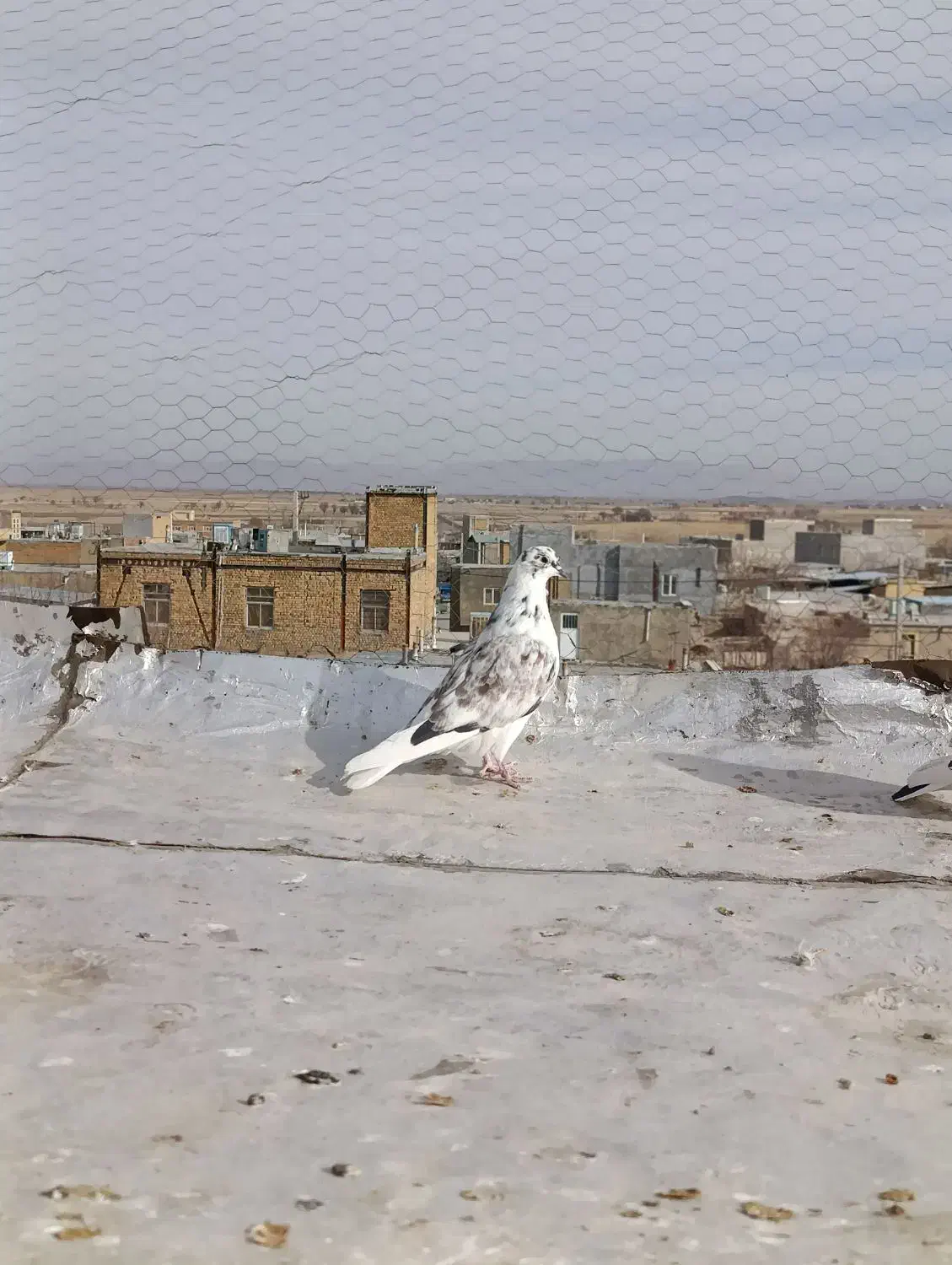 فروشی|پرنده|خنداب, |دیوار