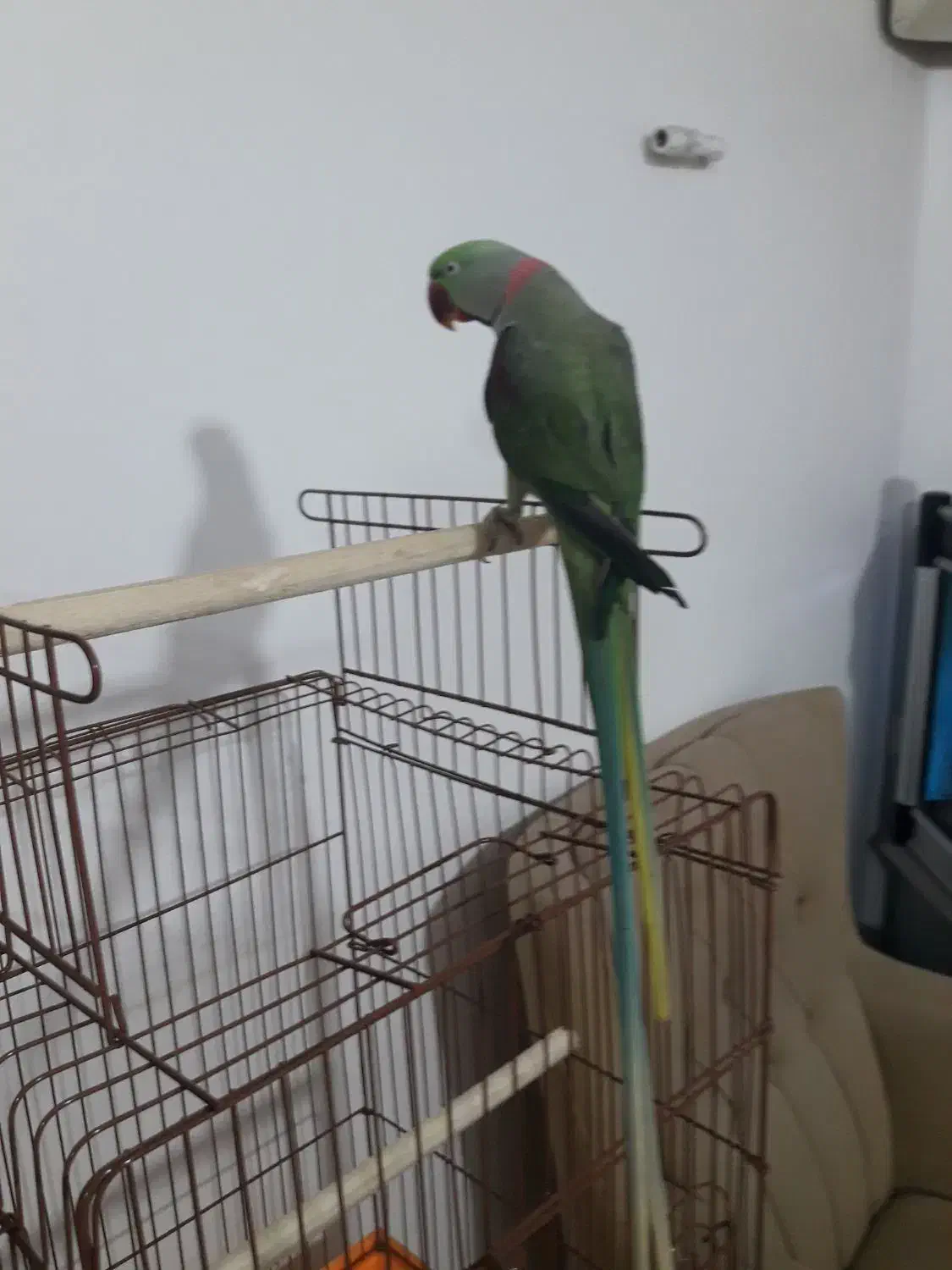 فروش شاه طوطی|پرنده|قائمشهر, |دیوار